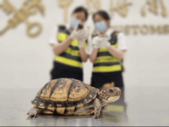 <b>2人绑28只活龟入境深圳海关成功查获</b>